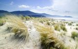dunes-et-vegetation-litoral-italie