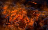 le-feu-en-photo