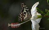 beaute-des-ailes-colorees