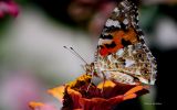beaute-des-ailes-colorees_02