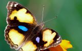 beaute-des-ailes-colorees_03