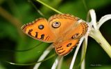 macrophoto-nature-et-papillon_02