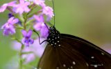 macrophoto-nature-et-papillon_03