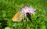 papillon-dans-la-nature_02