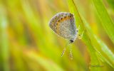 papillon-du-matin