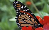 papillon-monarque