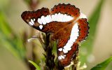 papillon-multicolore_02