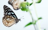 papillon-qui-butine