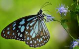 papillon-qui-butine_02