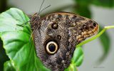 papillon-qui-butine_03