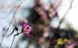 couleurs-des-fleurs