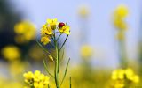 couleurs-des-fleurs_02