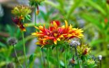 couleurs-des-fleurs_03
