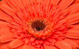 fleur-macrophoto