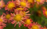 fleur-macrophoto_02