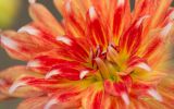 fleur-macrophoto_03