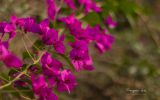 fleurs-dans-la-nature