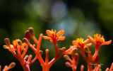 fleurs-dans-la-nature_02