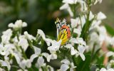 fleurs-dans-la-nature_03