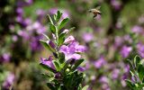 fleurs-dans-la-nature_04