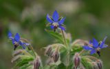 fleurs-dans-la-nature_05