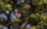 la-rose-va-eclore