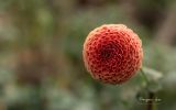 macro-photo-les-fleurs