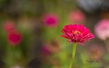 macro-photo-les-fleurs_02