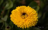 macro-photo-les-fleurs_03