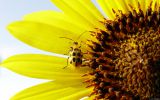 macro-photo-les-fleurs_04