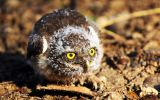 bebe-hibou