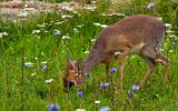 biche