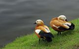 canards