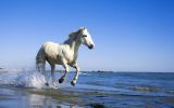 cheval