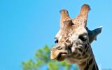girafe