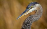 grand-heron-bleu