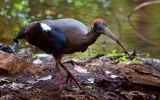 ibis-noir