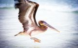 pelican