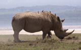 rhinoceros