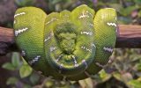 serpent