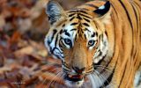 tigres