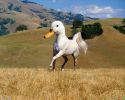 Dorse