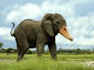 Elephuck