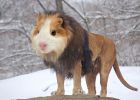 Guinea-Lion