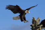 Guineagle