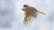 Proboscird