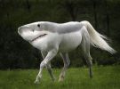 Shorse