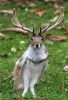 cerf-volant