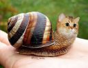eszcarchat