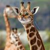 girachat